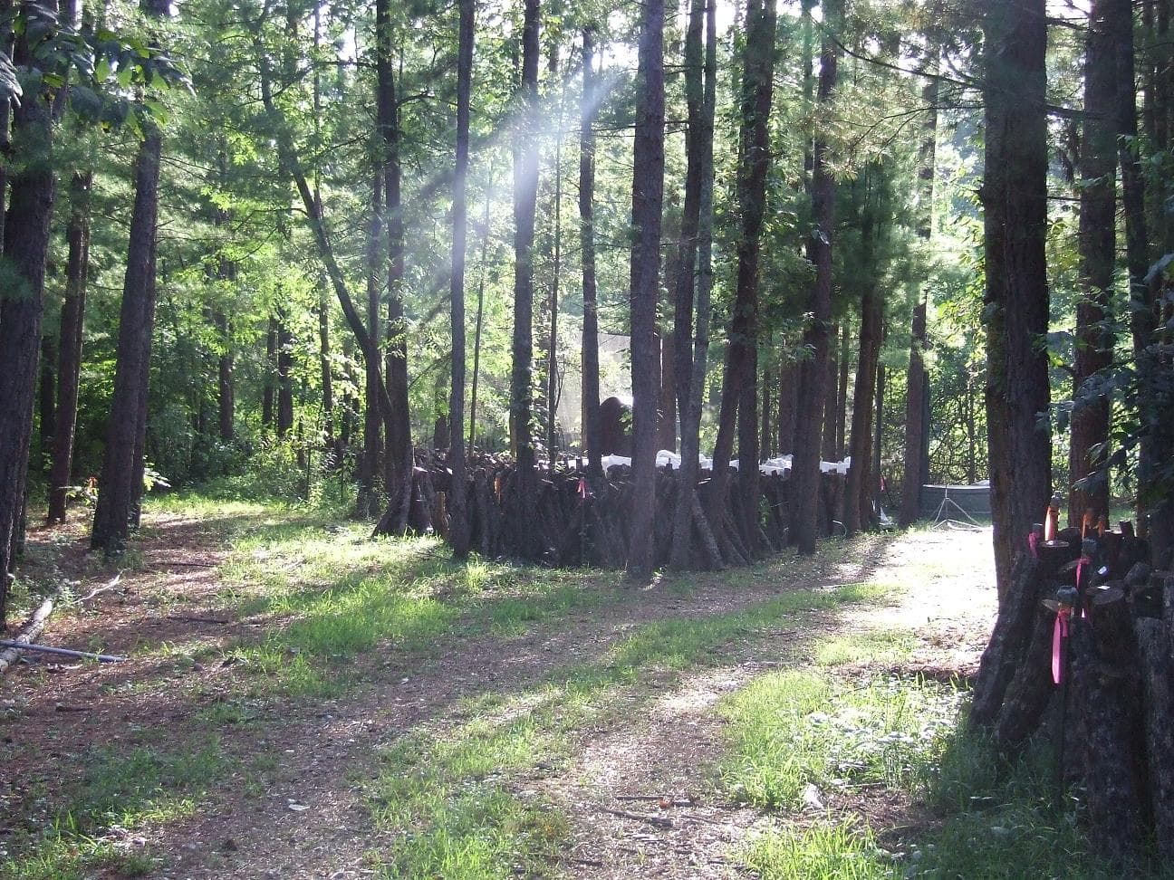 Alley-cropped field with interplanted trees and crops