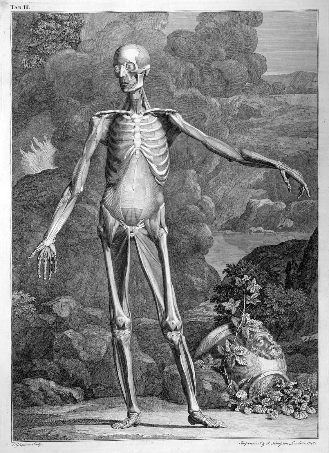 An anatomical illustration showing a human skeleton with muscles.