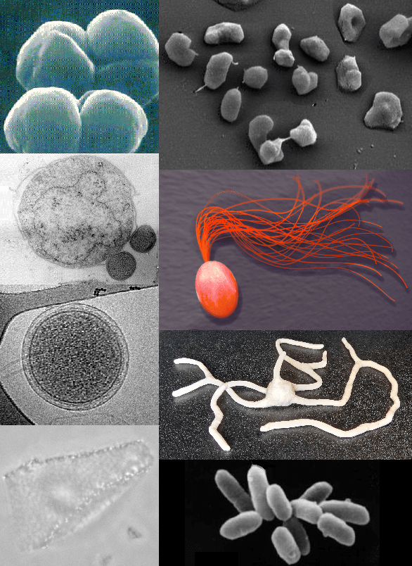 Composite illustration showing several forms of archaea, including methanogens, halophiles, and other archaeal cells.