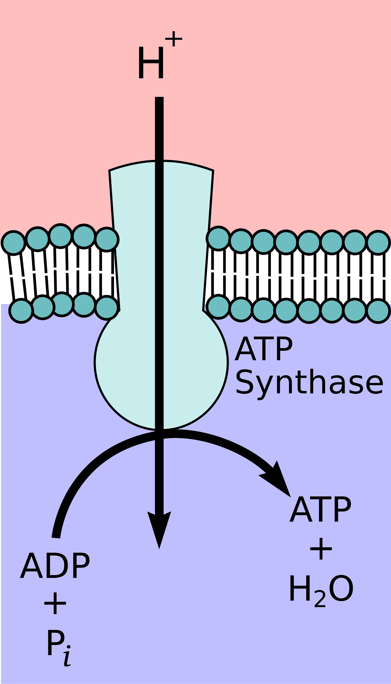 Diagram of ATP synthase showing a membrane-embedded proton channel, rotating stalk, and catalytic ATP-forming head.