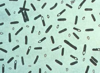Photomicrograph of Clostridium botulinum bacteria magnified under a microscope.