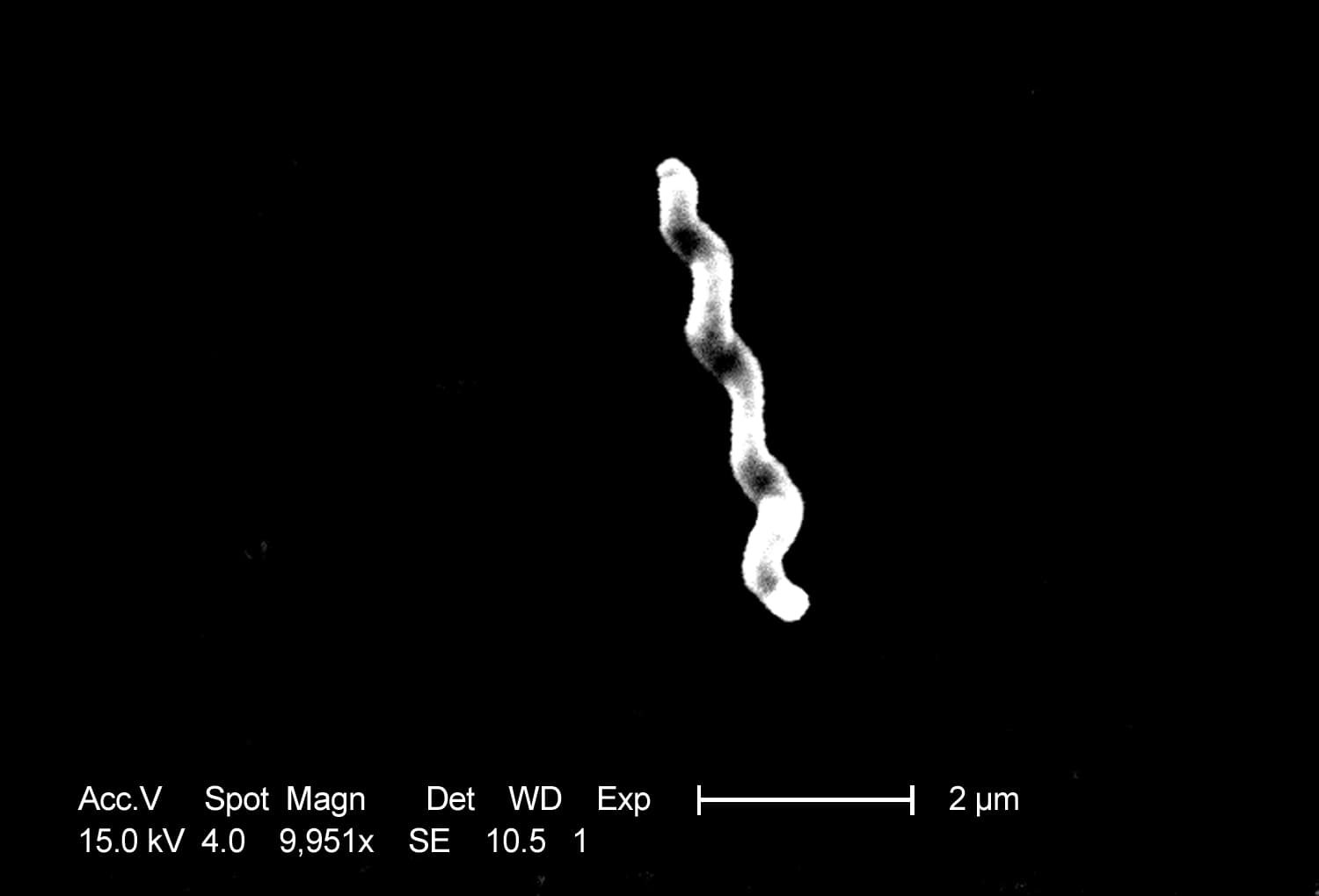 Microscope image of curved Campylobacter jejuni bacteria.