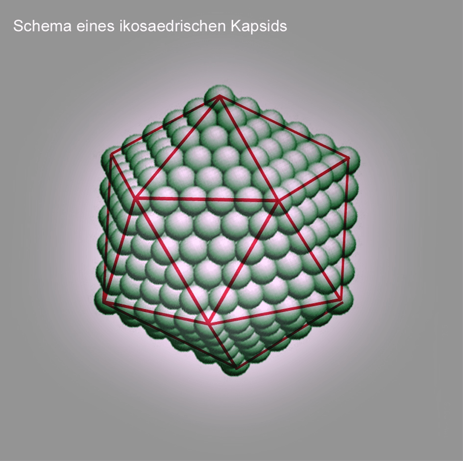 Schematic cutaway diagram of a viral capsid surrounding genetic material.