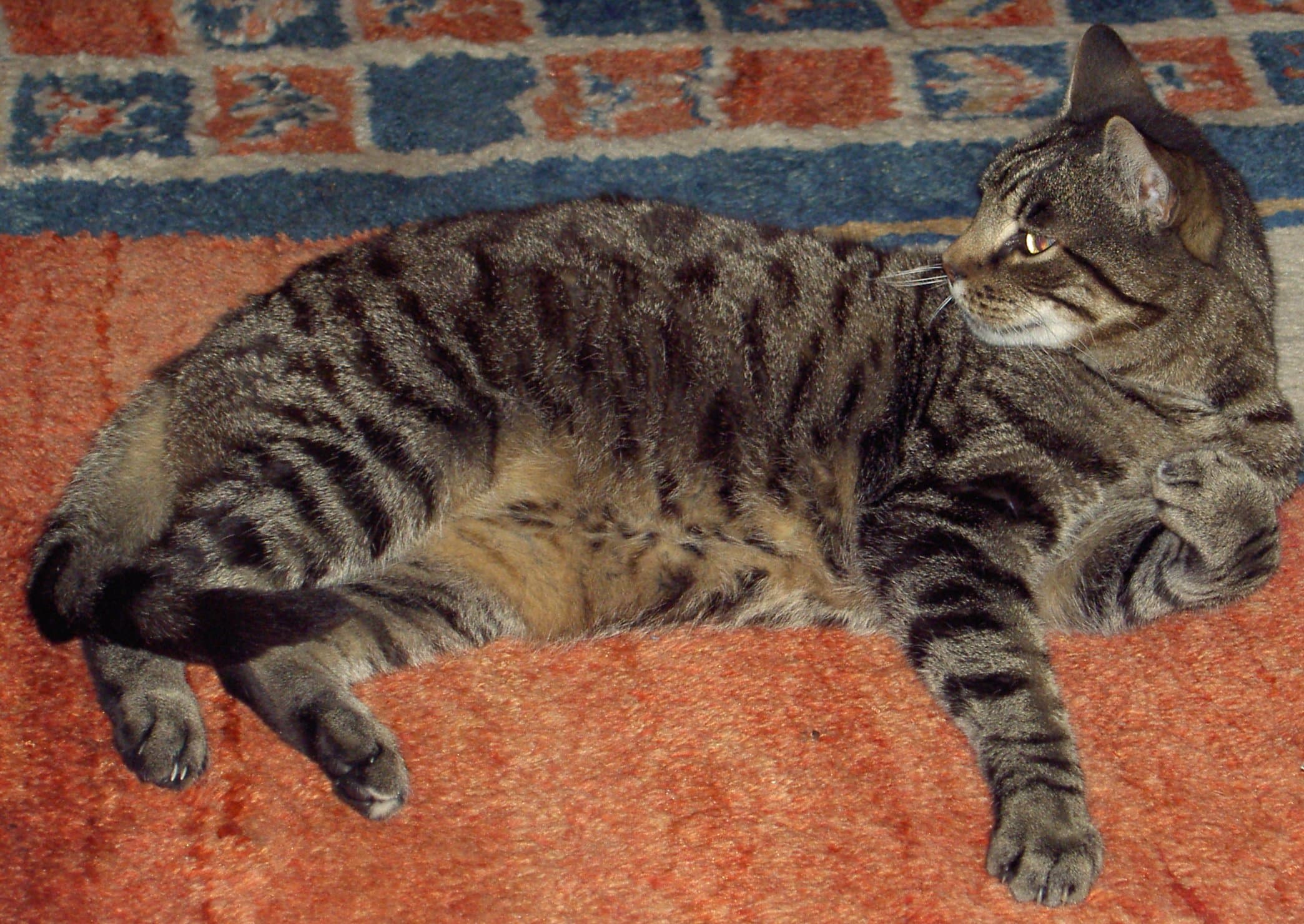寝そべってカメラの方を見つめる飼い猫