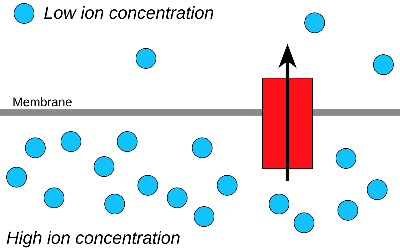 Diagram of chemiosmosis showing protons moving across a membrane through ATP synthase to help make ATP.