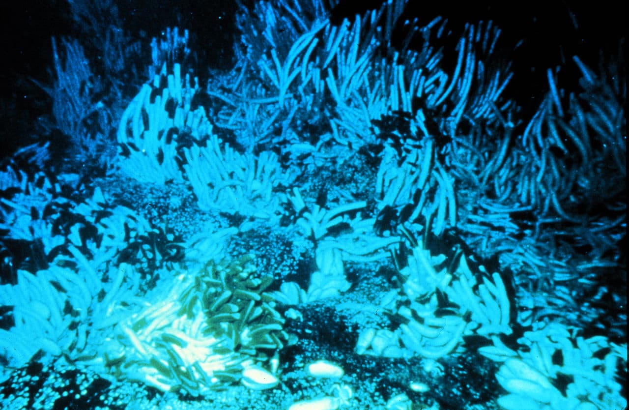 Giant tubeworms clustered at a hydrothermal vent habitat in the deep ocean.