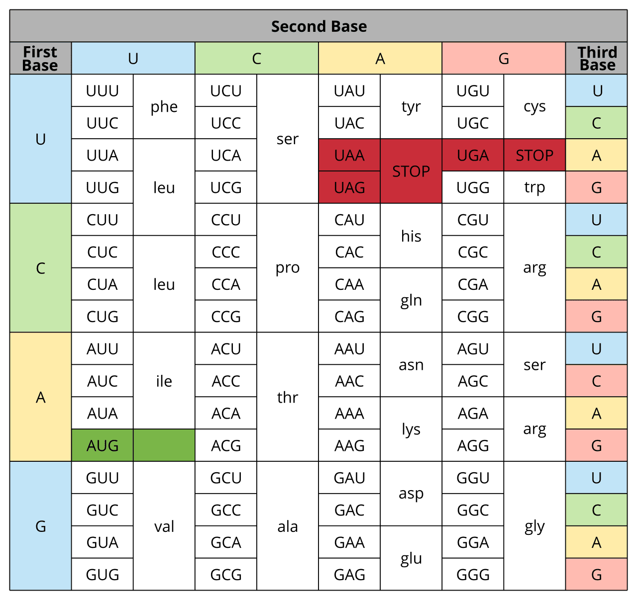 RNA codon table mapping nucleotide triplets to amino acids and stop signals