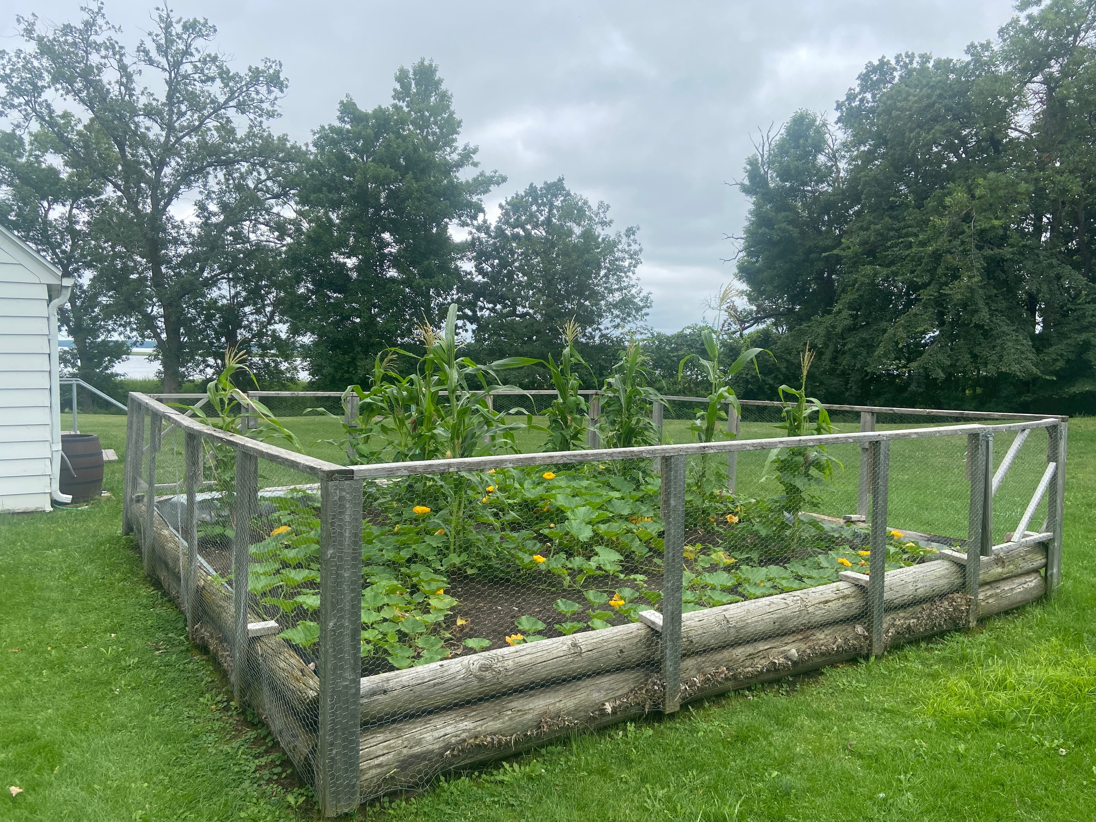 A Three Sisters garden bed with corn, beans, squash, and soil cover