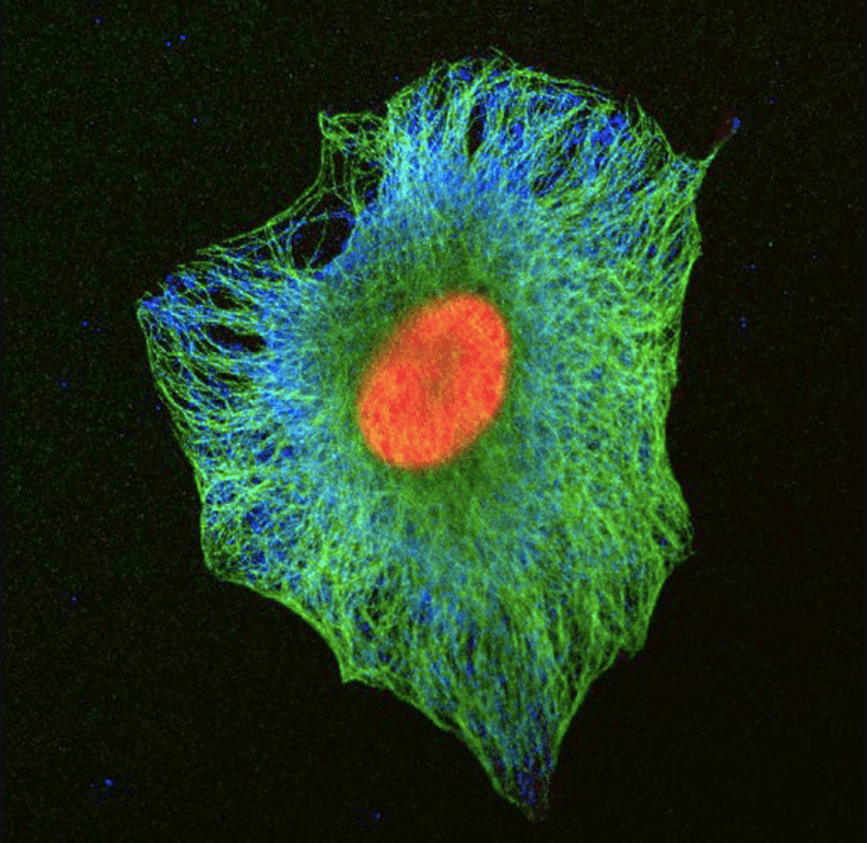 Fluorescence microscopy image of a human cell with the nucleus in red and microtubules in green.