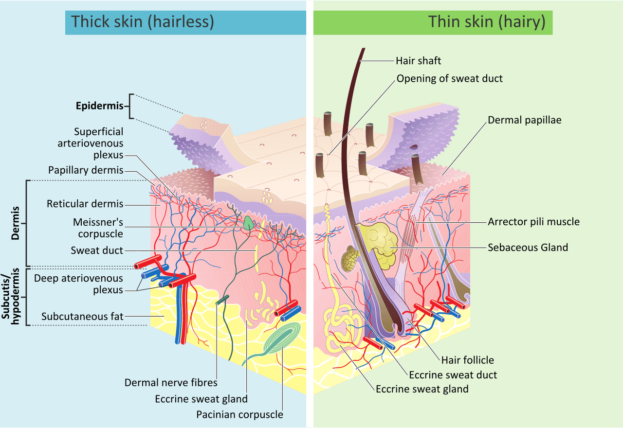 Diagram of skin layers showing the epidermis, dermis, subcutaneous tissue, hair follicle, glands, nerves, and blood vessels.