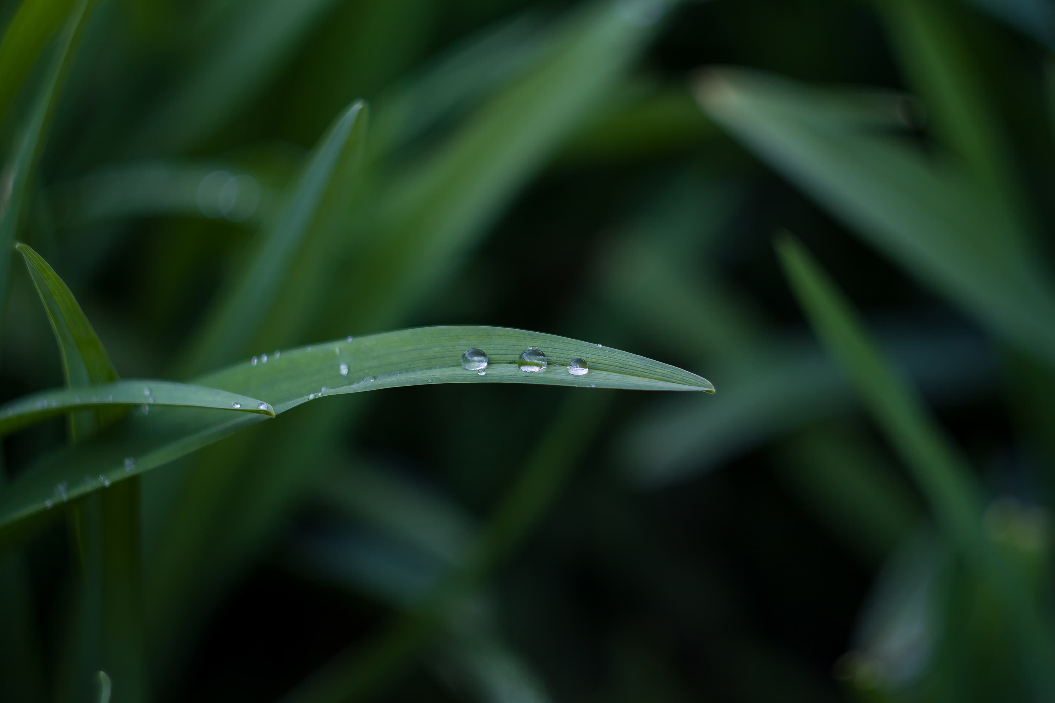 Close view of morning dew droplets on blades of grass.