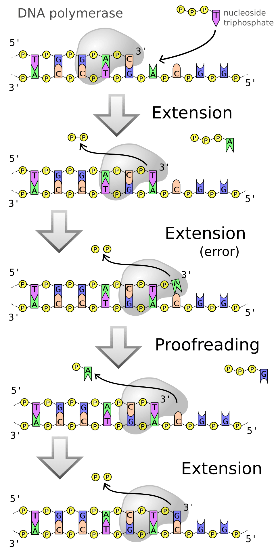 Diagram of DNA polymerase extending a new DNA strand from a primer on a template strand.