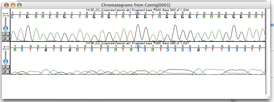 DNA sequencing chromatogram with colored peaks representing nucleotide bases.