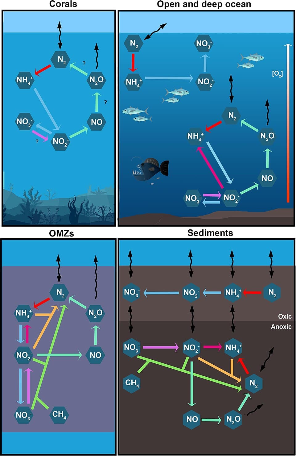 Diagram of marine nitrogen cycling pathways including nitrate reduction, ammonium, denitrification, anammox, and related microbial processes.