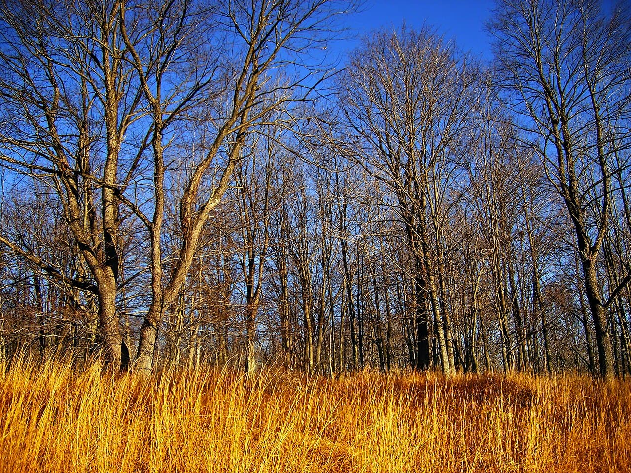 A field transitioning into open woodland at Hickory Run State Park.