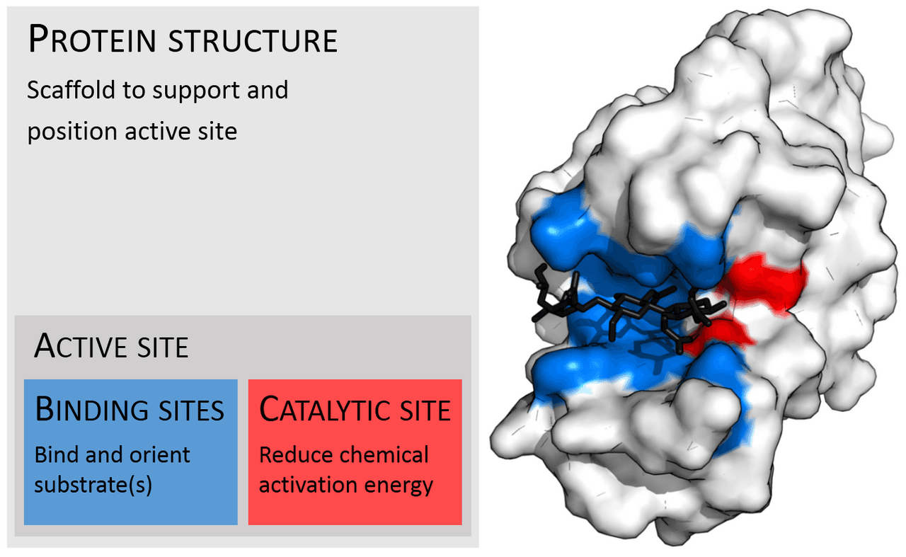 Diagram of enzyme structure showing a lysozyme surface, binding sites, catalytic site, and substrate