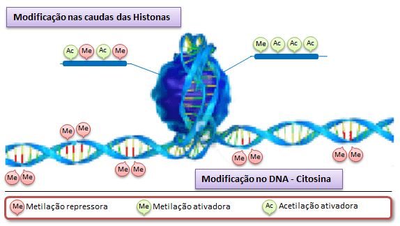 Diagram showing DNA methylation and histone tail modifications as epigenetic marks.