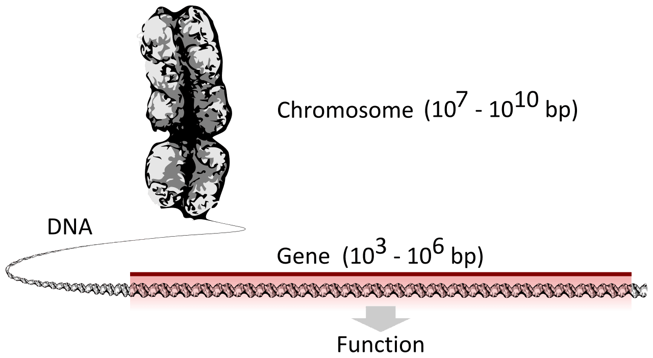 Diagram showing a highlighted gene region within DNA packed into a chromosome.