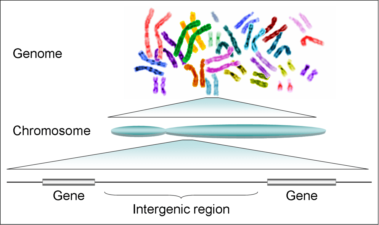 Diagram showing the human genome narrowing to a chromosome and then to genes on DNA.