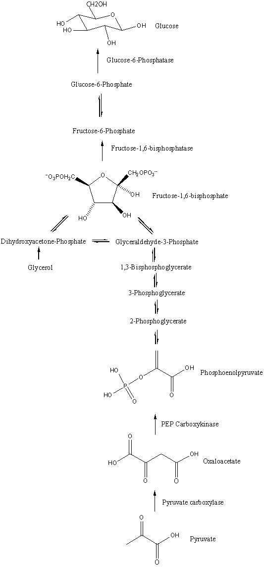 Diagram of the gluconeogenesis pathway showing pyruvate and related intermediates leading toward glucose.
