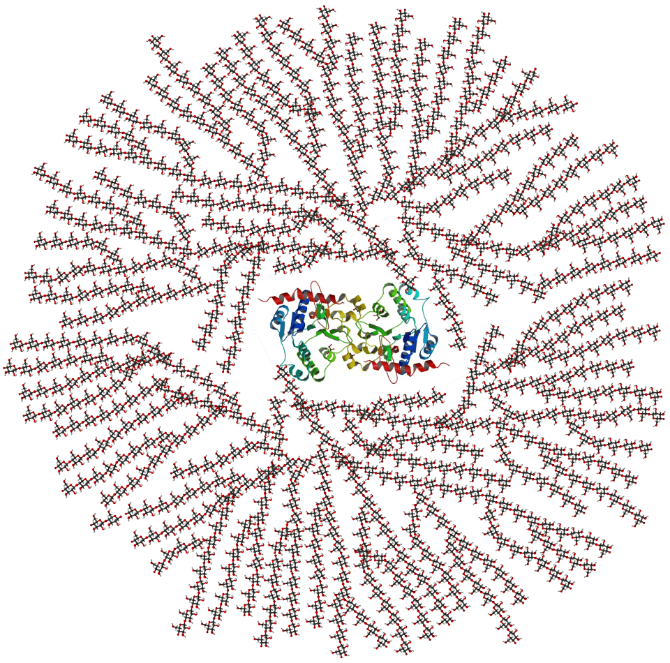 Diagram of glycogen structure showing a glycogenin core surrounded by branching chains of glucose units.