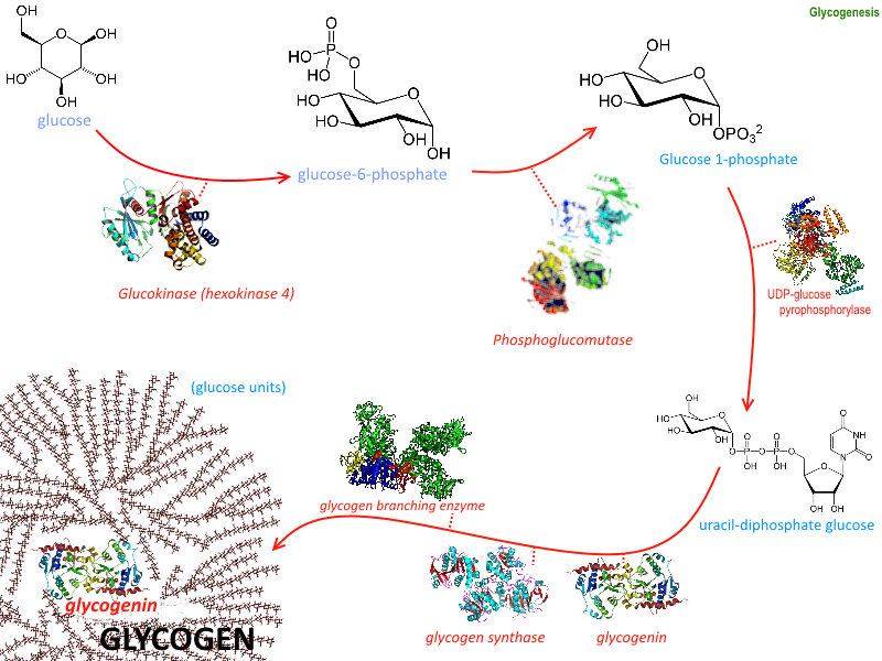 Diagram of glycogenesis showing glucose converted through phosphorylated intermediates and UDP-glucose into glycogen.