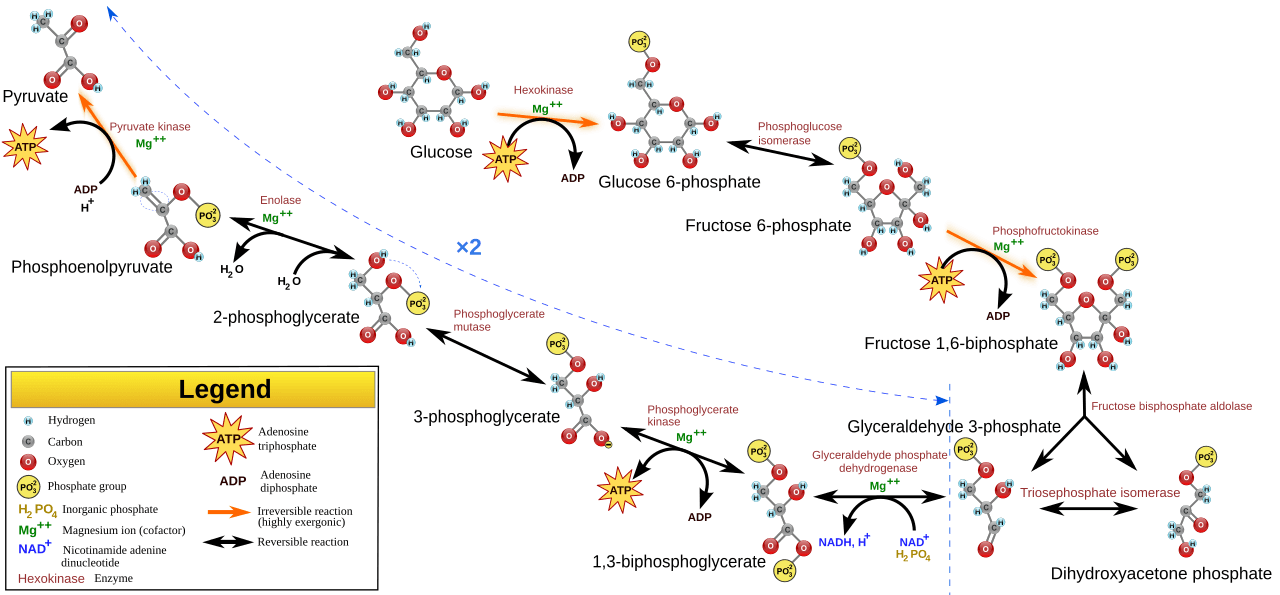 Diagram of the glycolysis pathway from glucose to pyruvate.