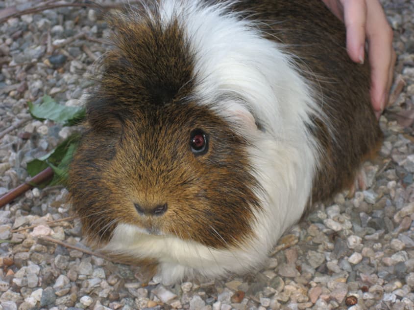 Isang kayumanggi at puting guinea pig na nakaupo sa isang patag na ibabaw