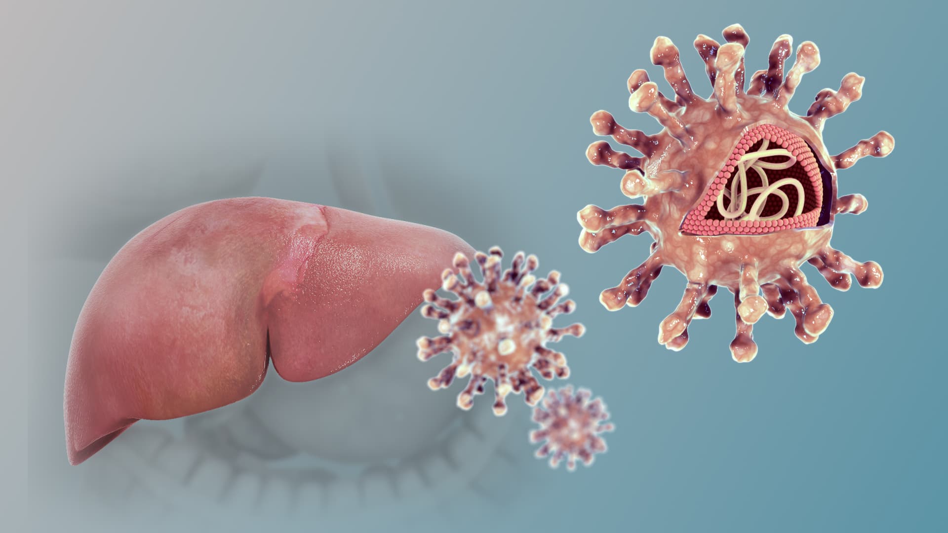 Illustration-style image showing hepatitis C virus particles.