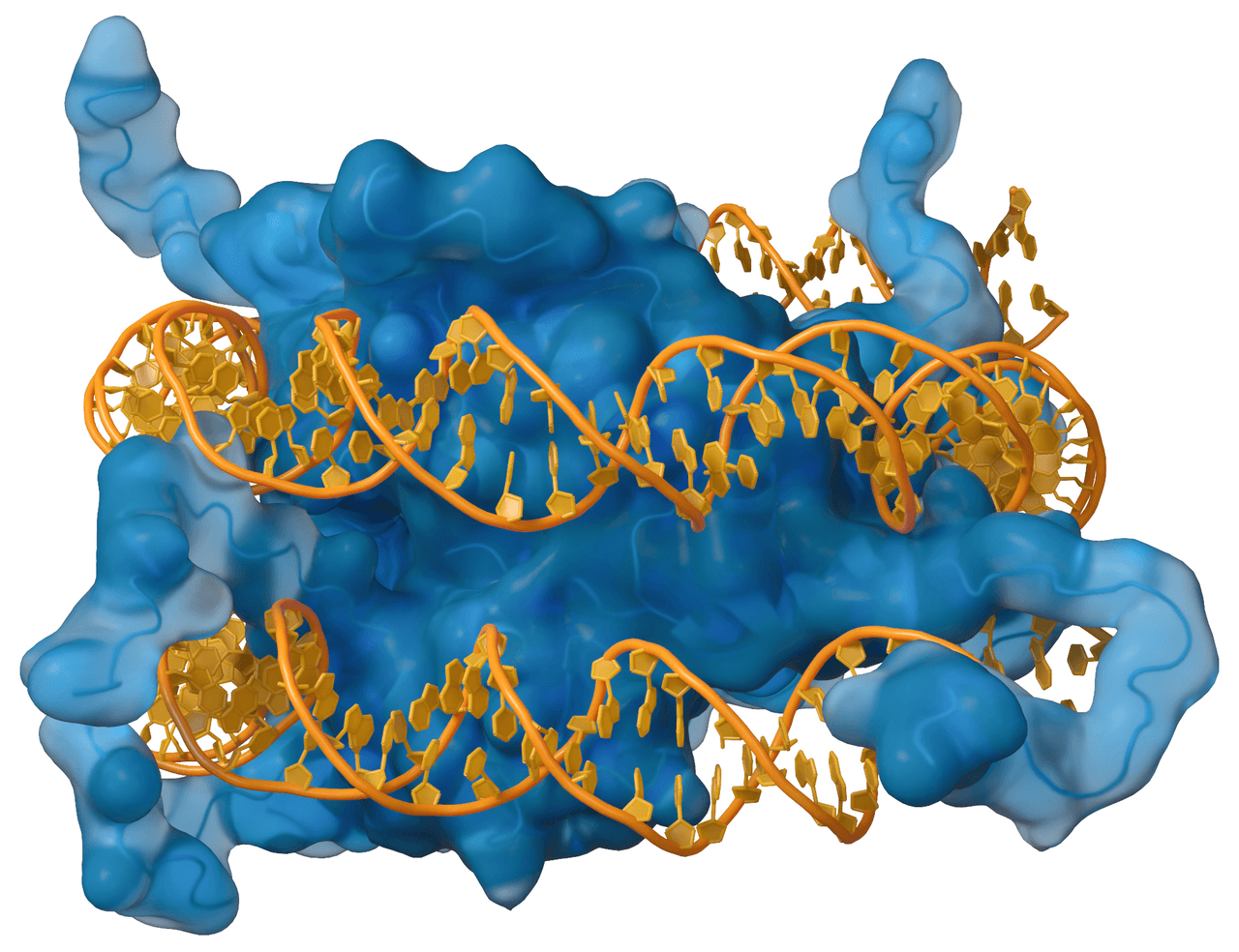 Molecular surface image showing histone proteins in blue with DNA wrapped around them in orange.
