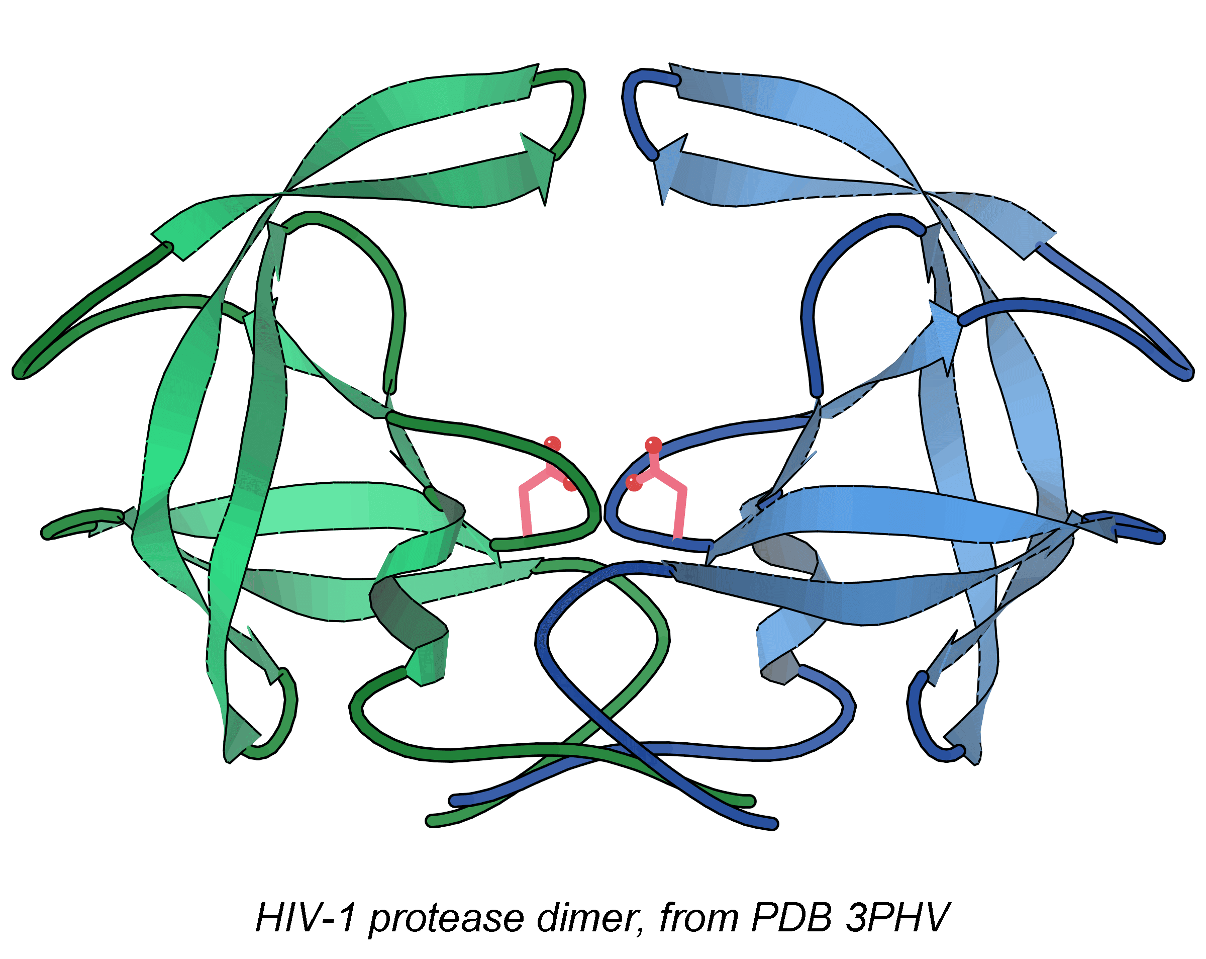 Ribbon model of the HIV protease dimer bound to an inhibitor.