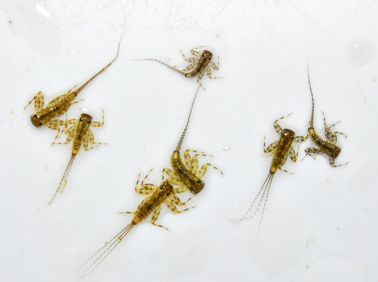 A mayfly nymph aquatic invertebrate held for stream monitoring.