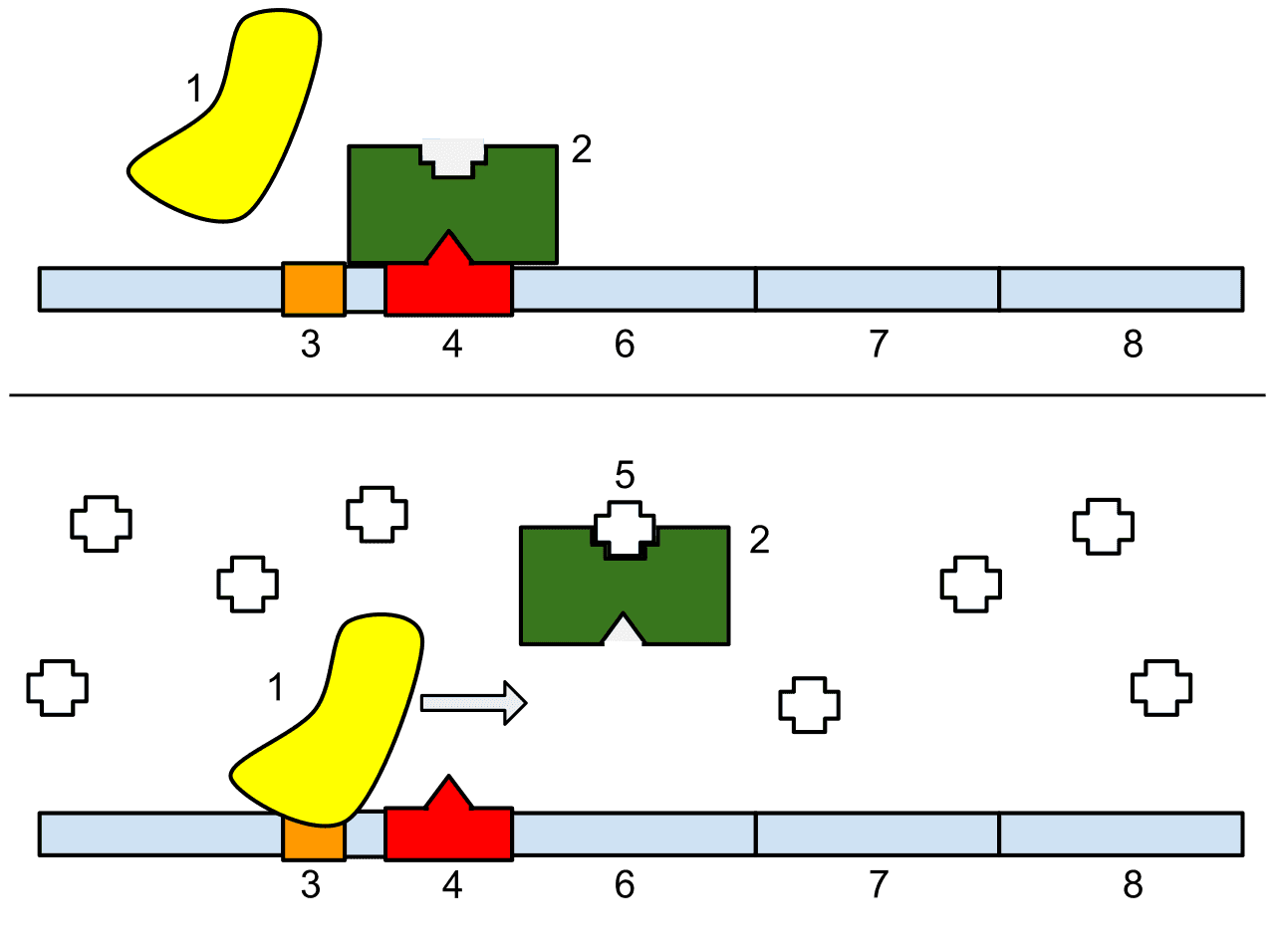 Diagram of the lac operon showing regulatory DNA, lac genes, repressor control, and transcription response