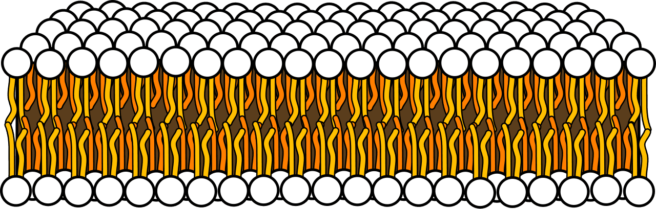 Diagram of a lipid bilayer with hydrophilic heads facing water and hydrophobic tails inside.