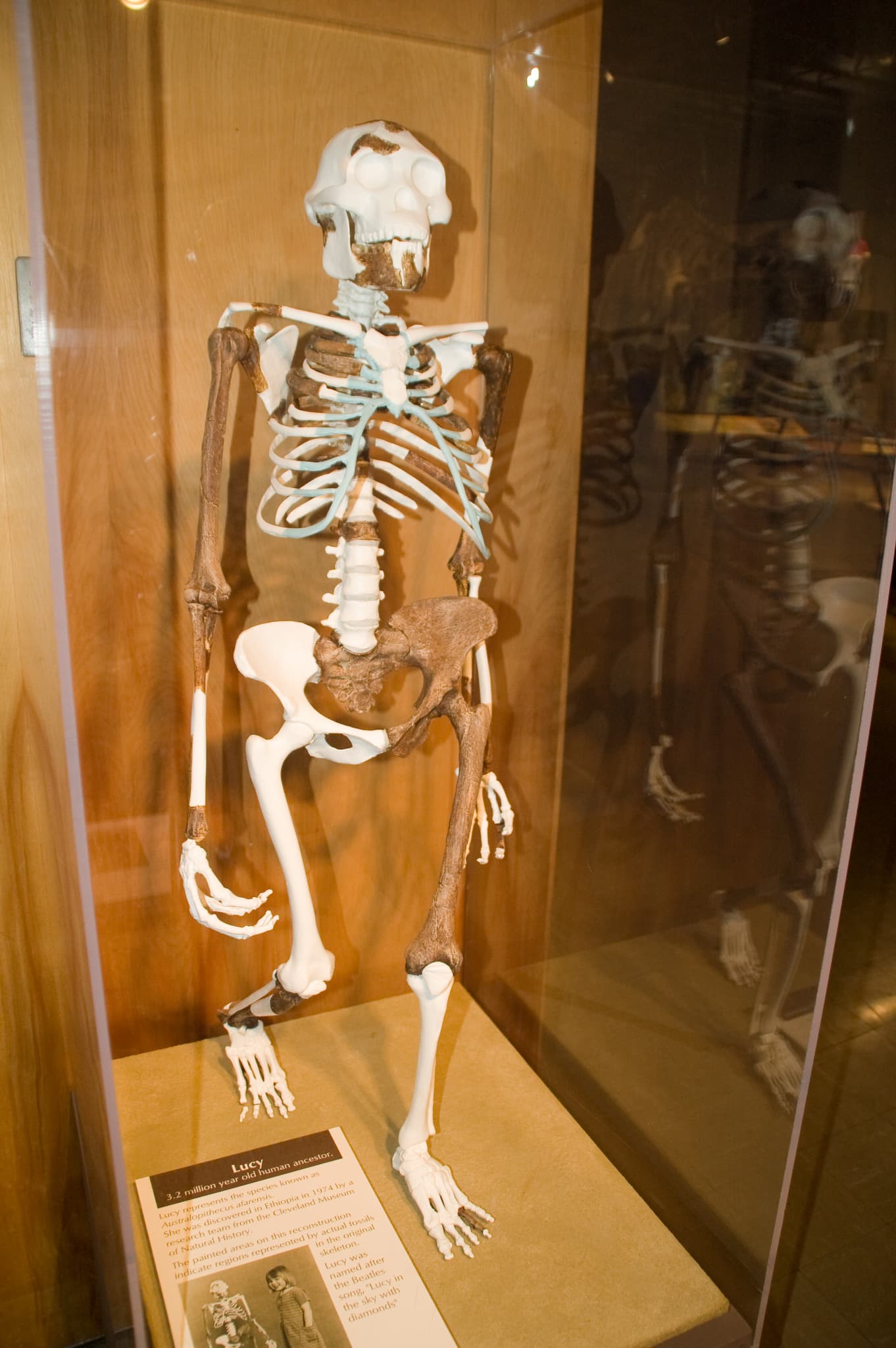 A reconstructed cast of the Lucy Australopithecus afarensis skeleton displayed upright.