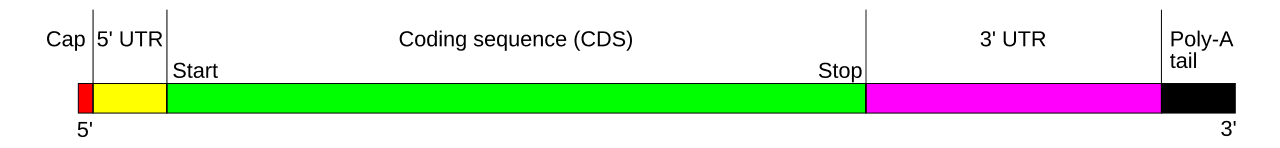 Diagram of a mature messenger RNA showing 5 prime cap, untranslated regions, coding sequence, and poly A tail