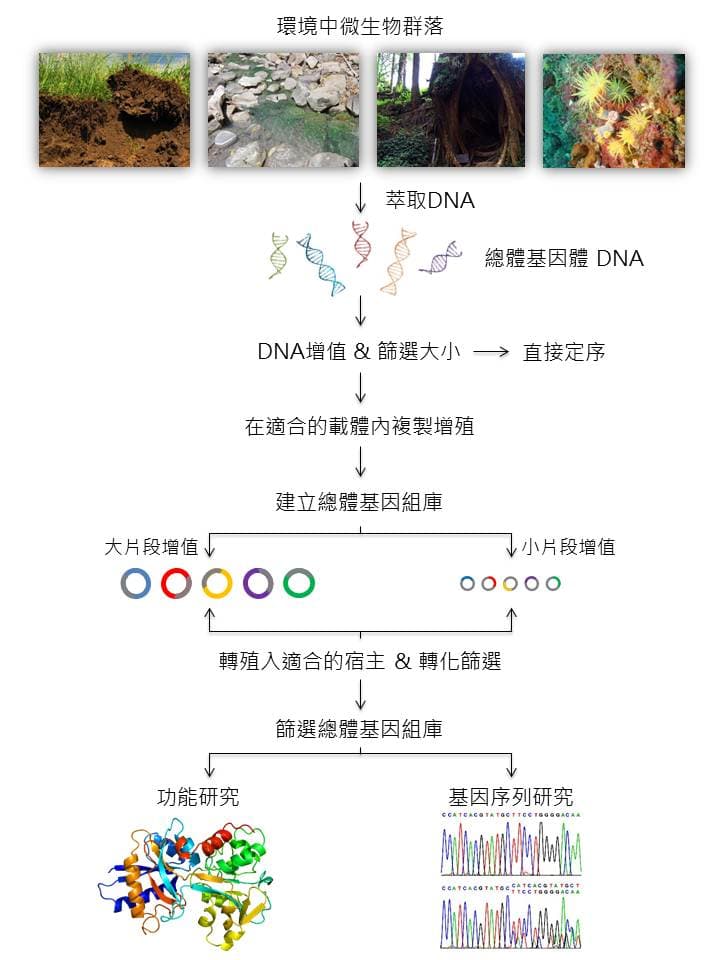 Workflow diagram showing metagenomic sampling, DNA extraction, sequencing, and analysis.