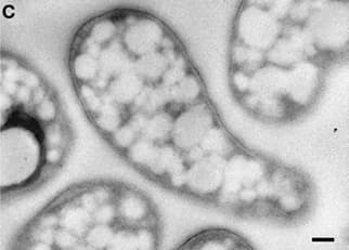 Microscope image of verrucomicrobial methanotroph cells.