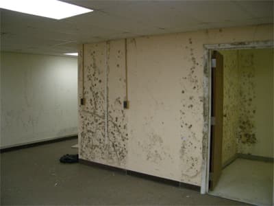 Mold growing on gypsum wallboard after moisture damage.