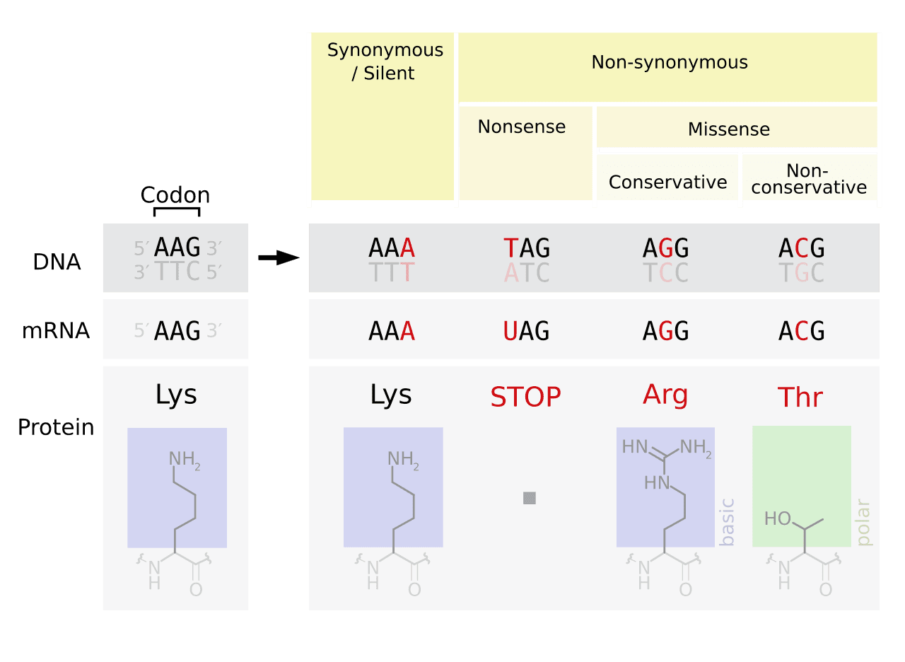 Diagram comparing point mutation types including substitution, insertion, and deletion.