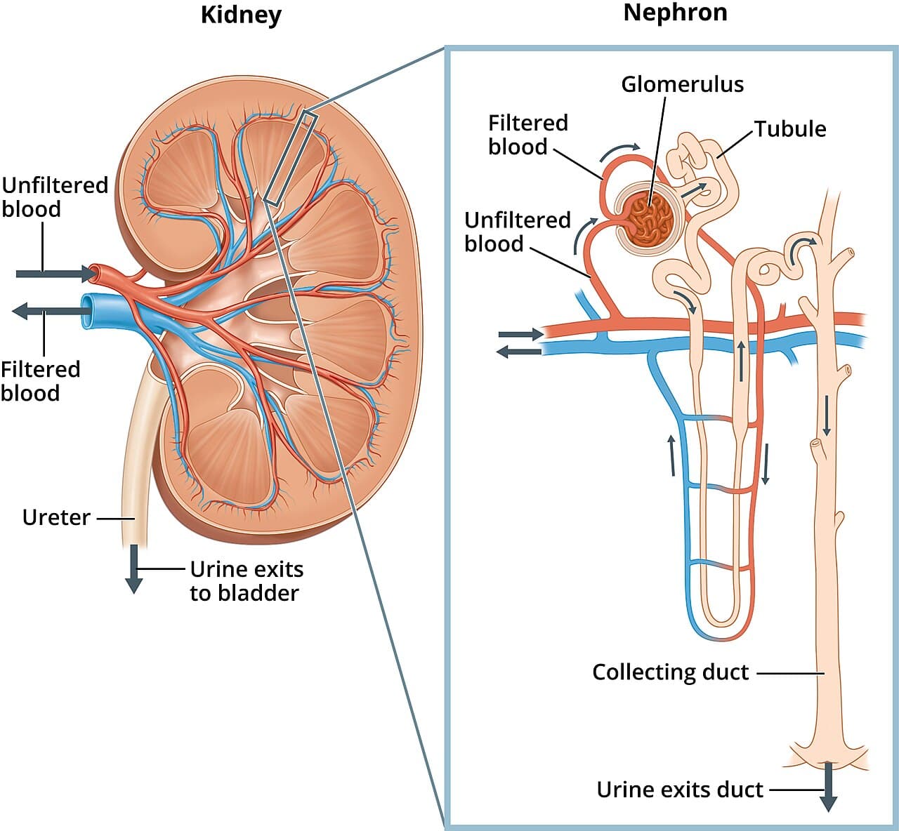 Illustration of a kidney with a magnified nephron showing the organ and filtering unit studied in nephrology.