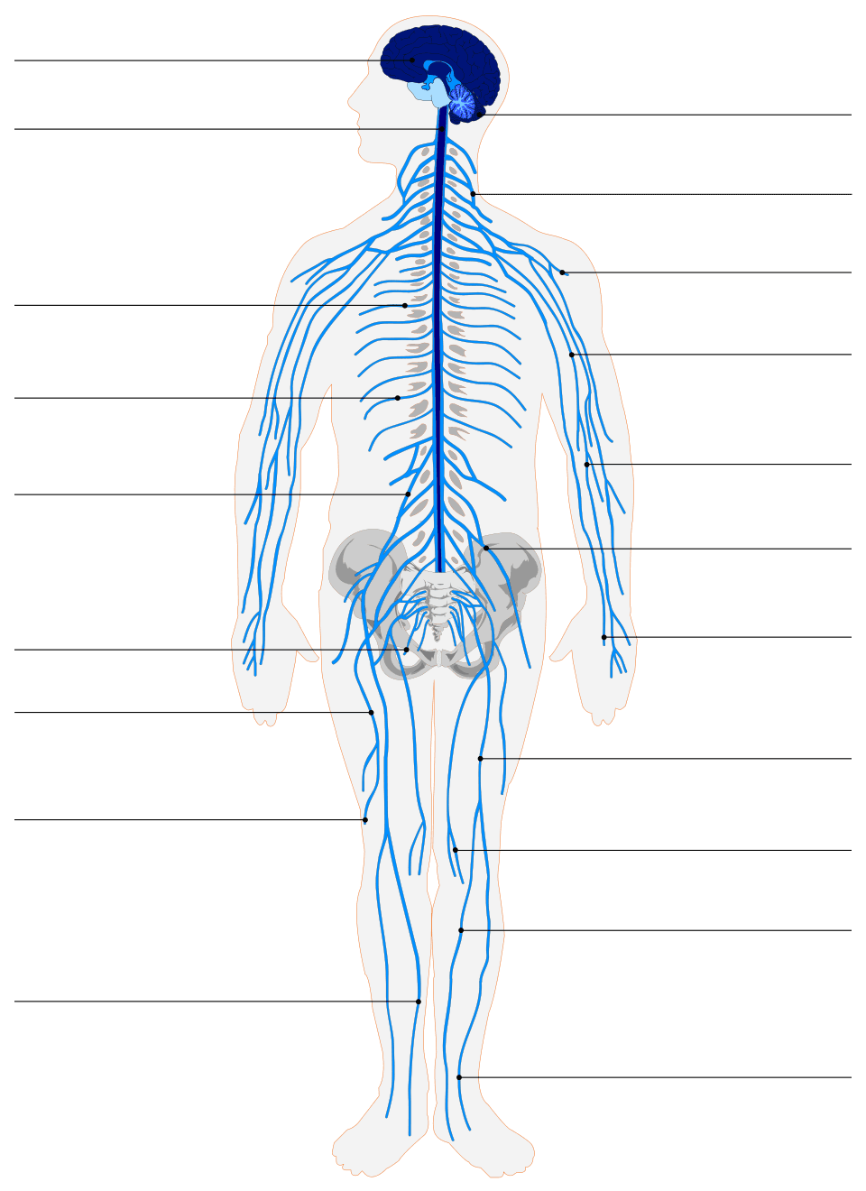 Diagram of the human nervous system showing the brain, spinal cord, and peripheral nerves.