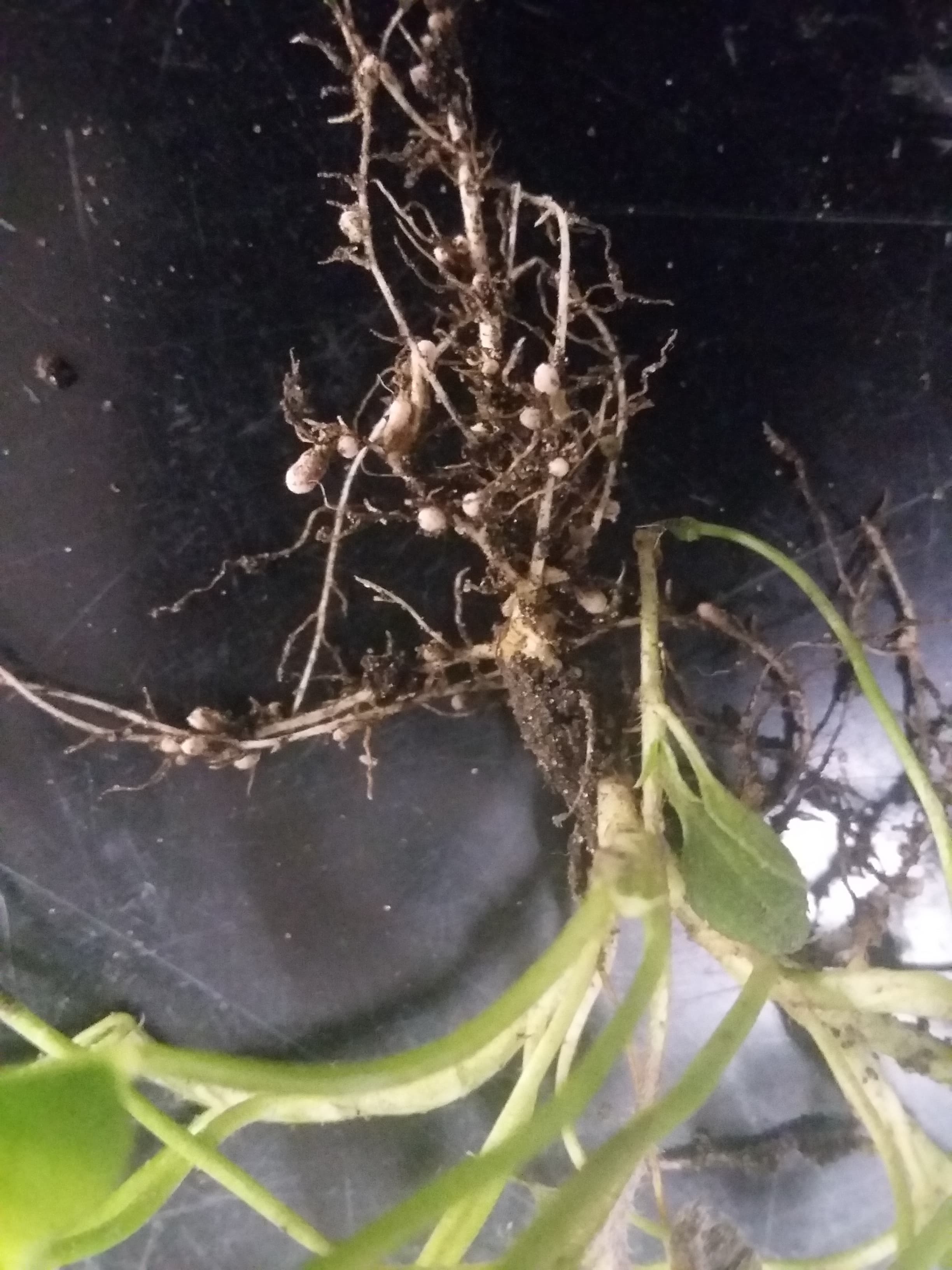 Nitrogen-fixing nodules visible along clover roots held against a plain background.