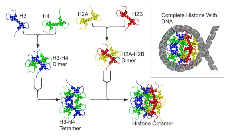 Diagram of a nucleosome with DNA wrapped around a histone protein core.