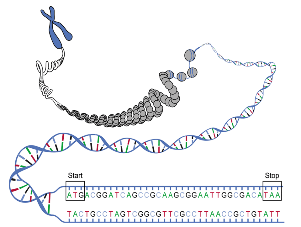 Diagram of a DNA open reading frame showing start and stop codons across possible reading frames