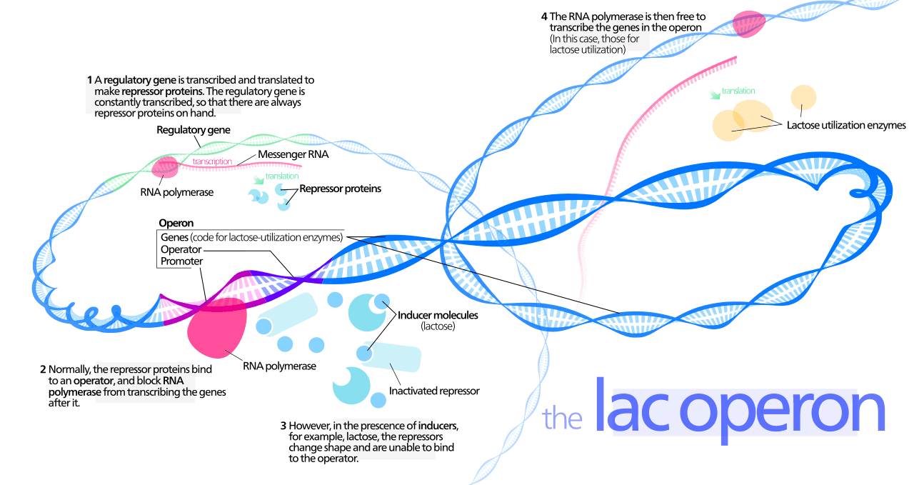 Diagram of the lac operon showing promoter, operator, repressor, lactose, and lac genes.
