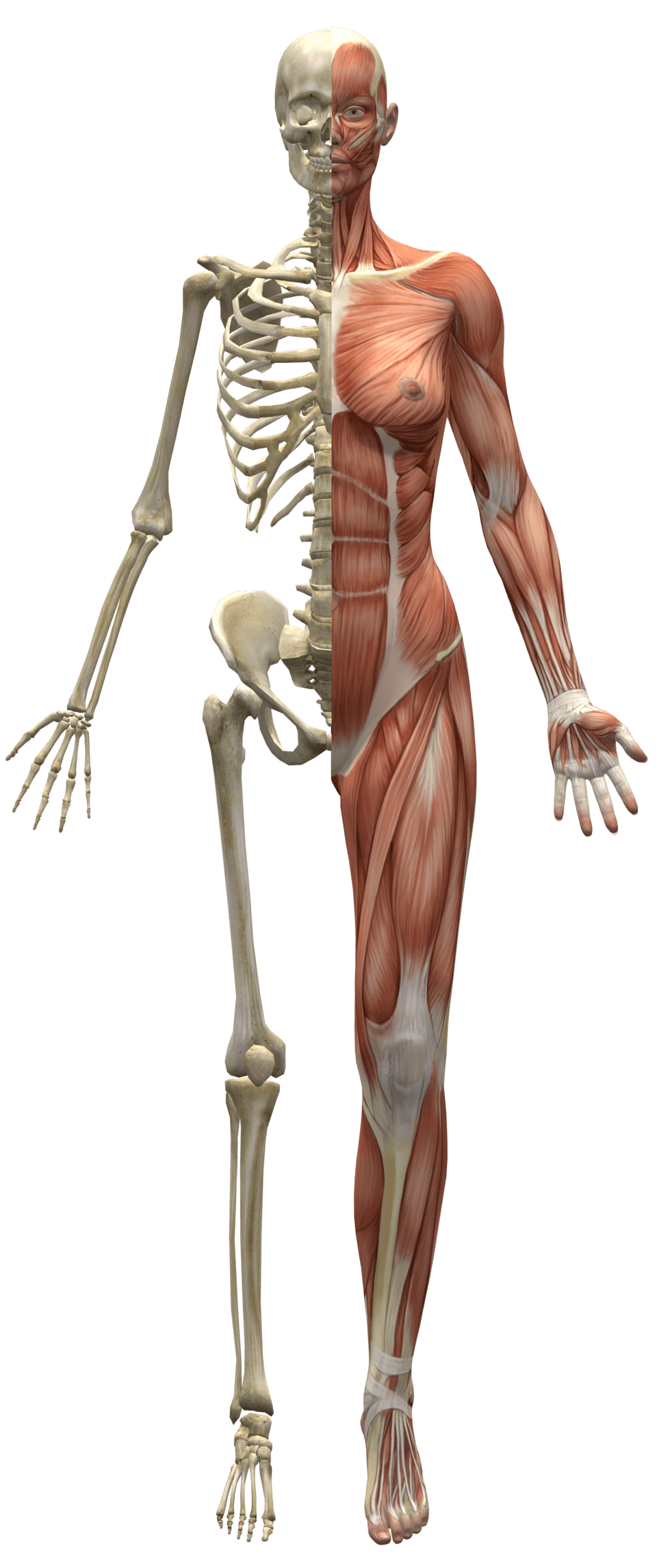 Illustration of the human skeleton and major muscles, showing structures central to orthopedics.
