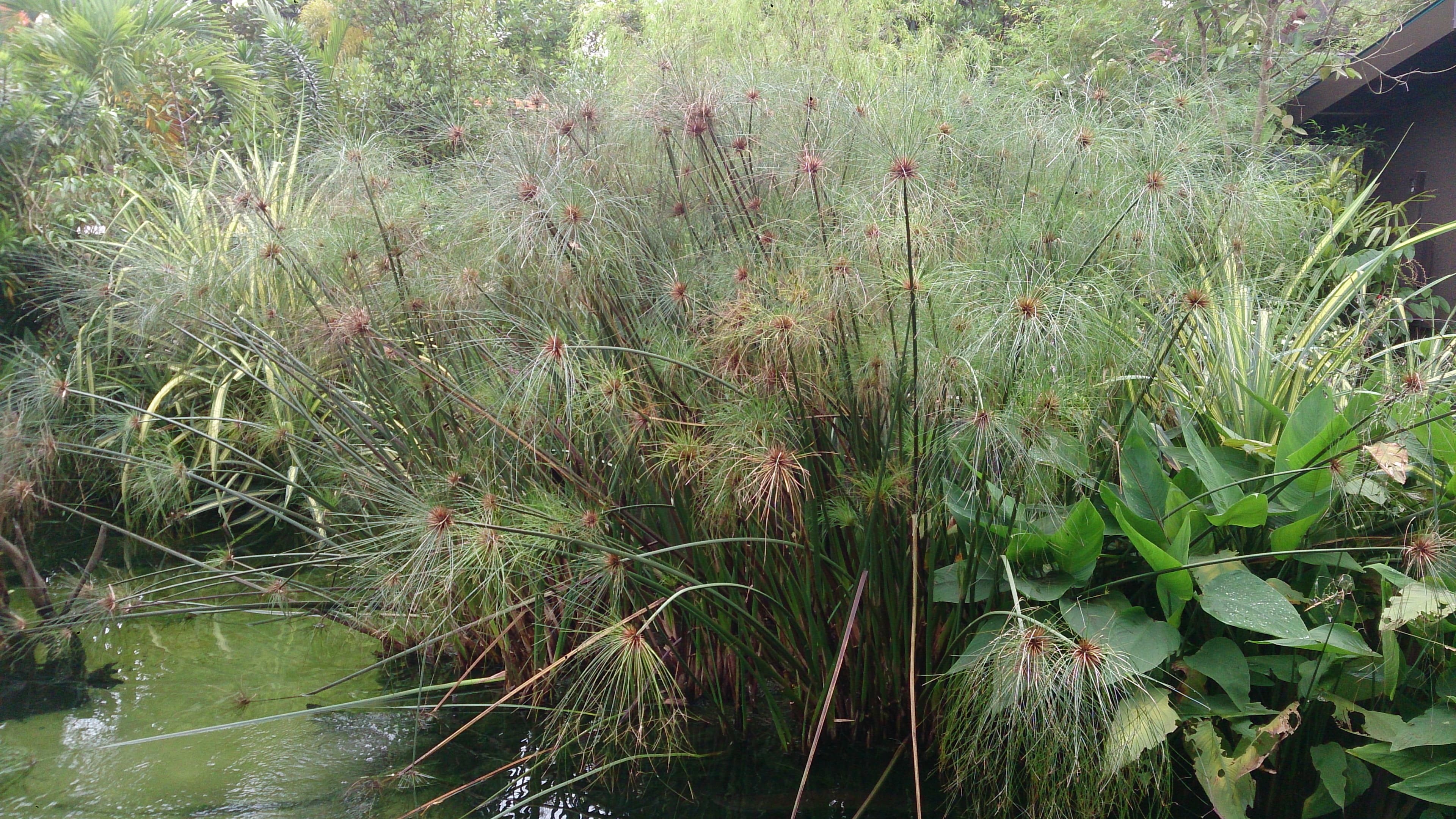A green Cyperus papyrus plant, also called paper plant, with tall stems and tufted tops.