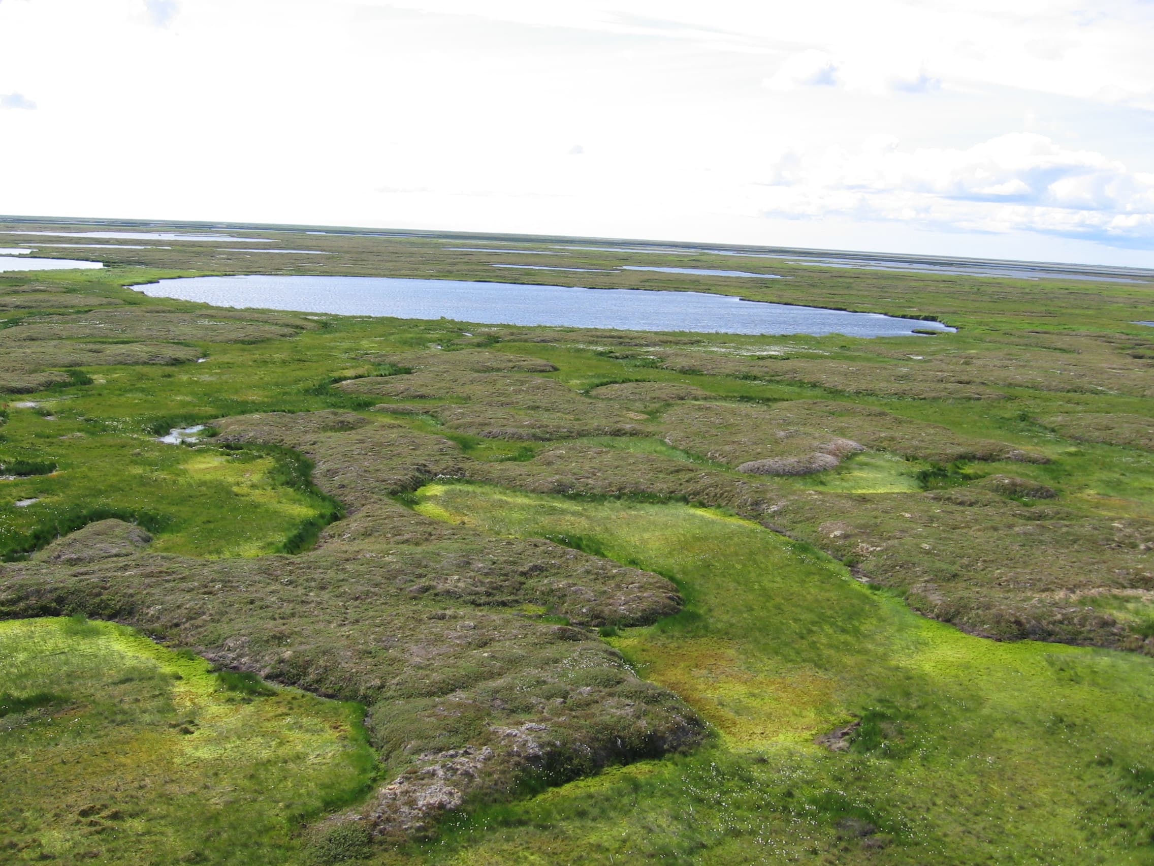 An elevated sphagnum bog with green wetland vegetation and small pools in the Yukon Delta National Wildlife Refuge.