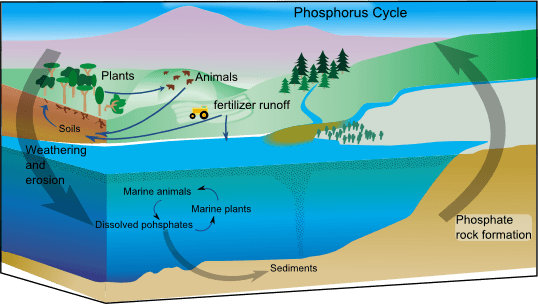 Simple diagram of the phosphorus cycle showing phosphate moving among rocks, soil, plants, animals, runoff, and sediments.